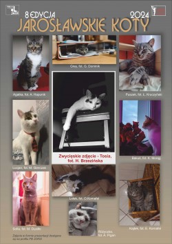 Jarosławskie Koty - zdjęcia kotków zebrane na plakacie