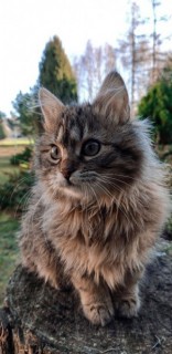 Kot. Mika, fot. Emanuela Kwaśniak